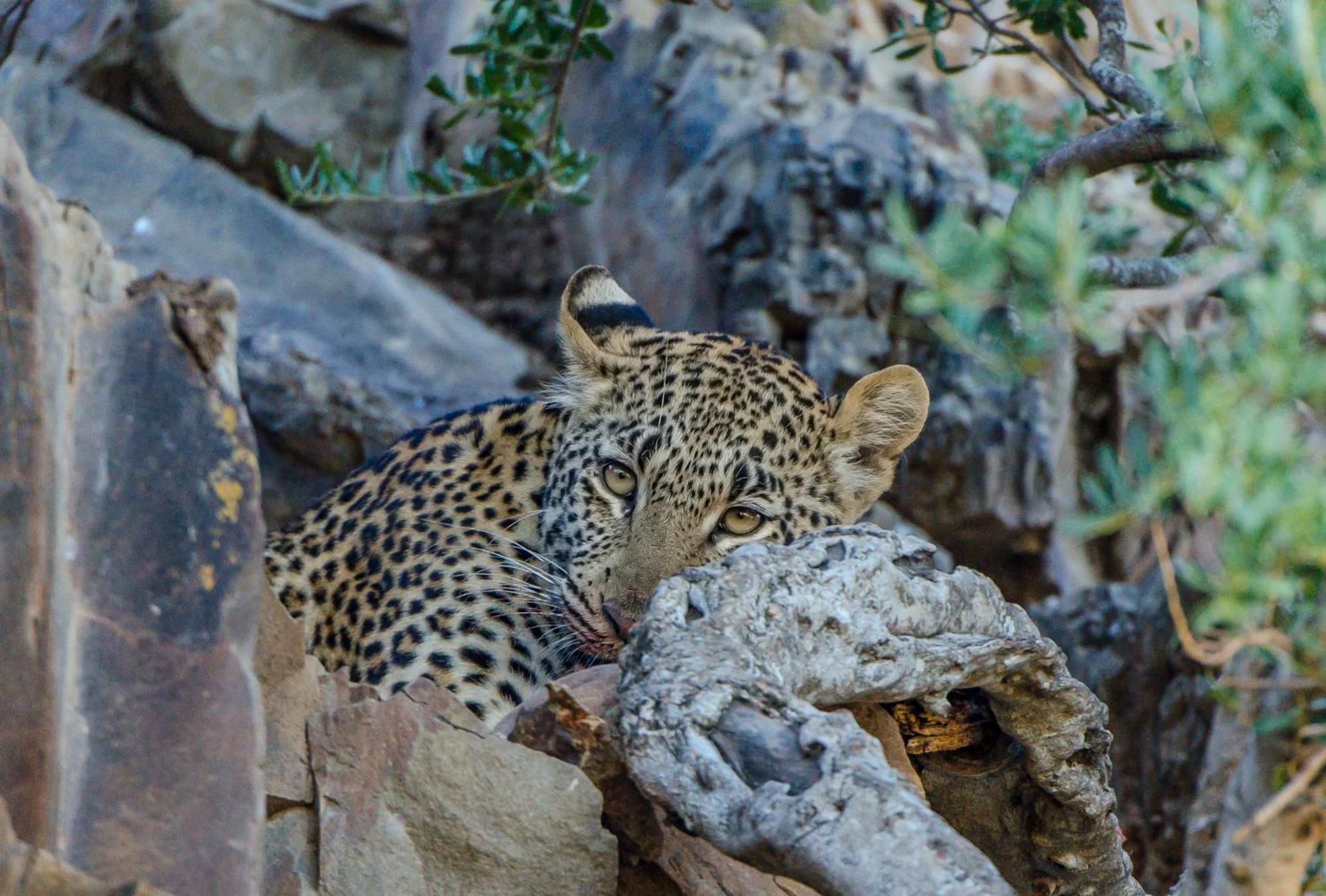 Kwandwe Private Game Reserve - Great Fish River Lodge Grahamstown Buitenkant foto