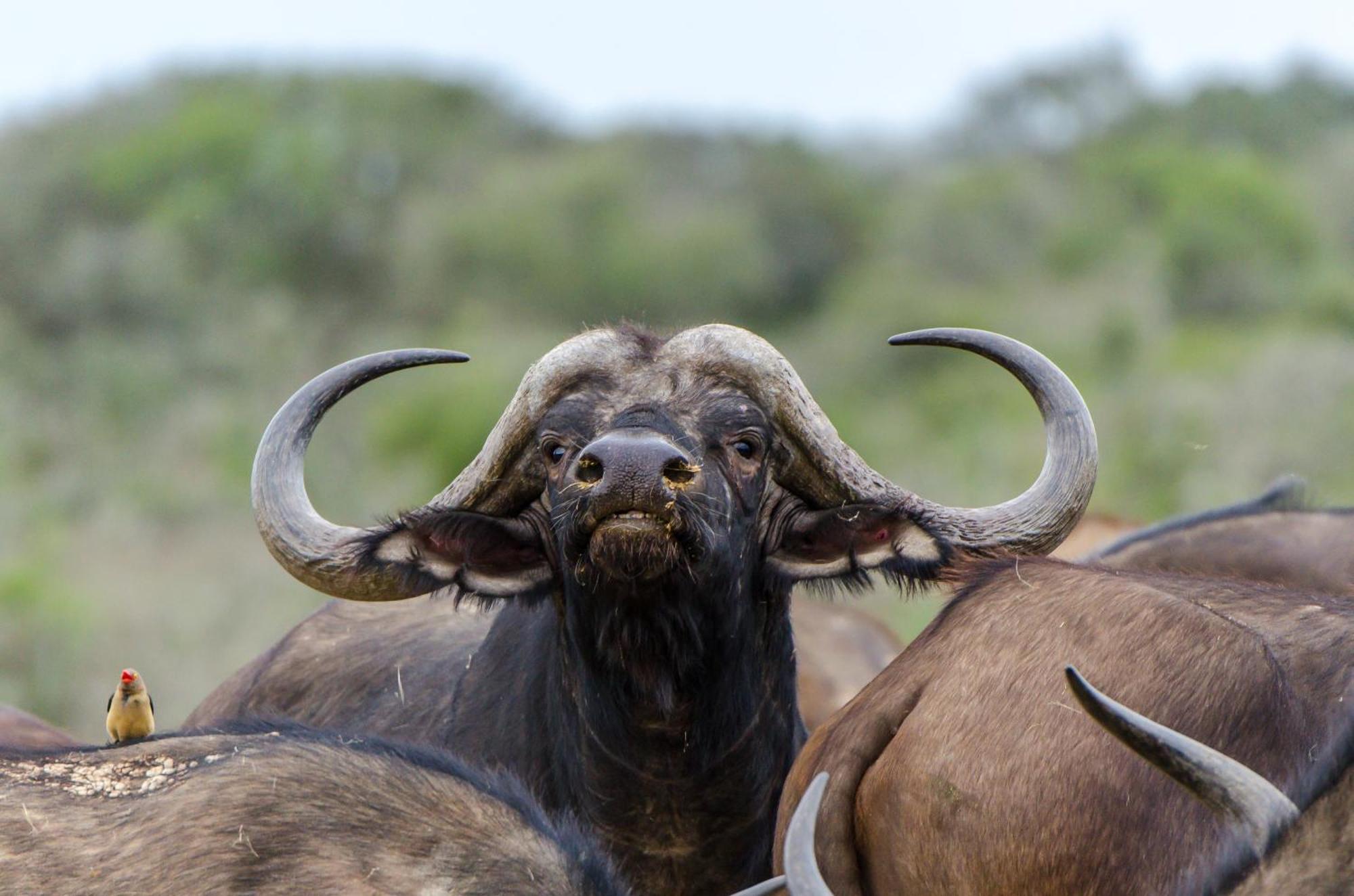 Kwandwe Private Game Reserve - Great Fish River Lodge Grahamstown Buitenkant foto