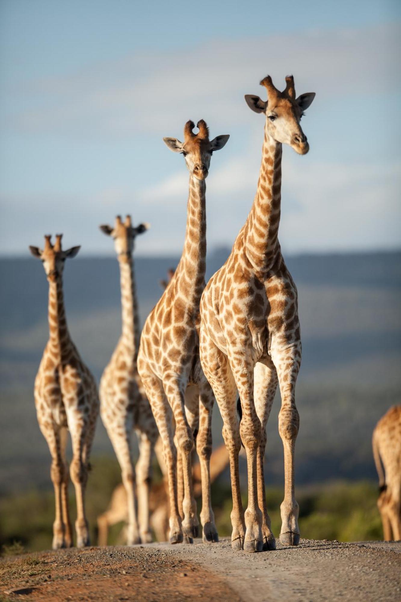 Kwandwe Private Game Reserve - Great Fish River Lodge Grahamstown Buitenkant foto