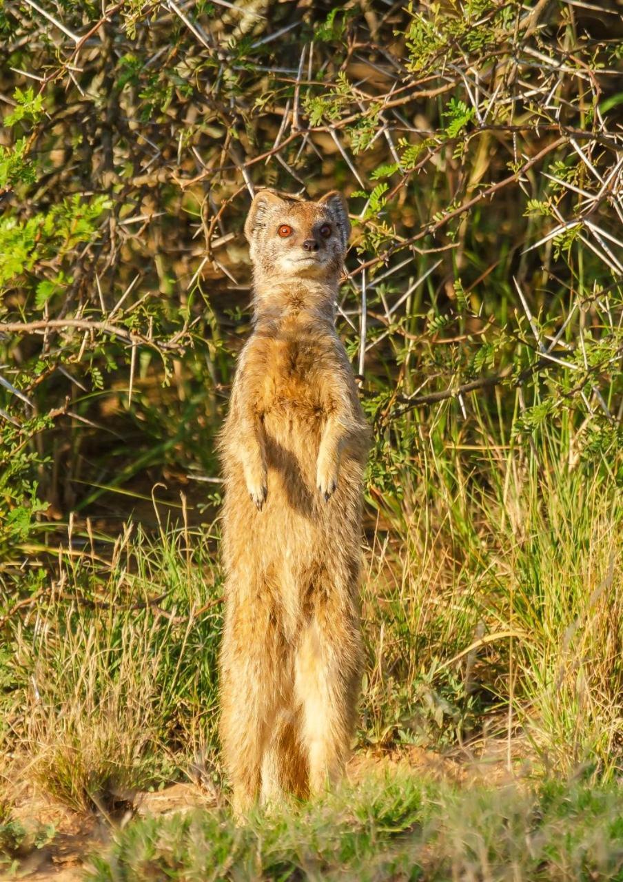 Kwandwe Private Game Reserve - Great Fish River Lodge Grahamstown Buitenkant foto