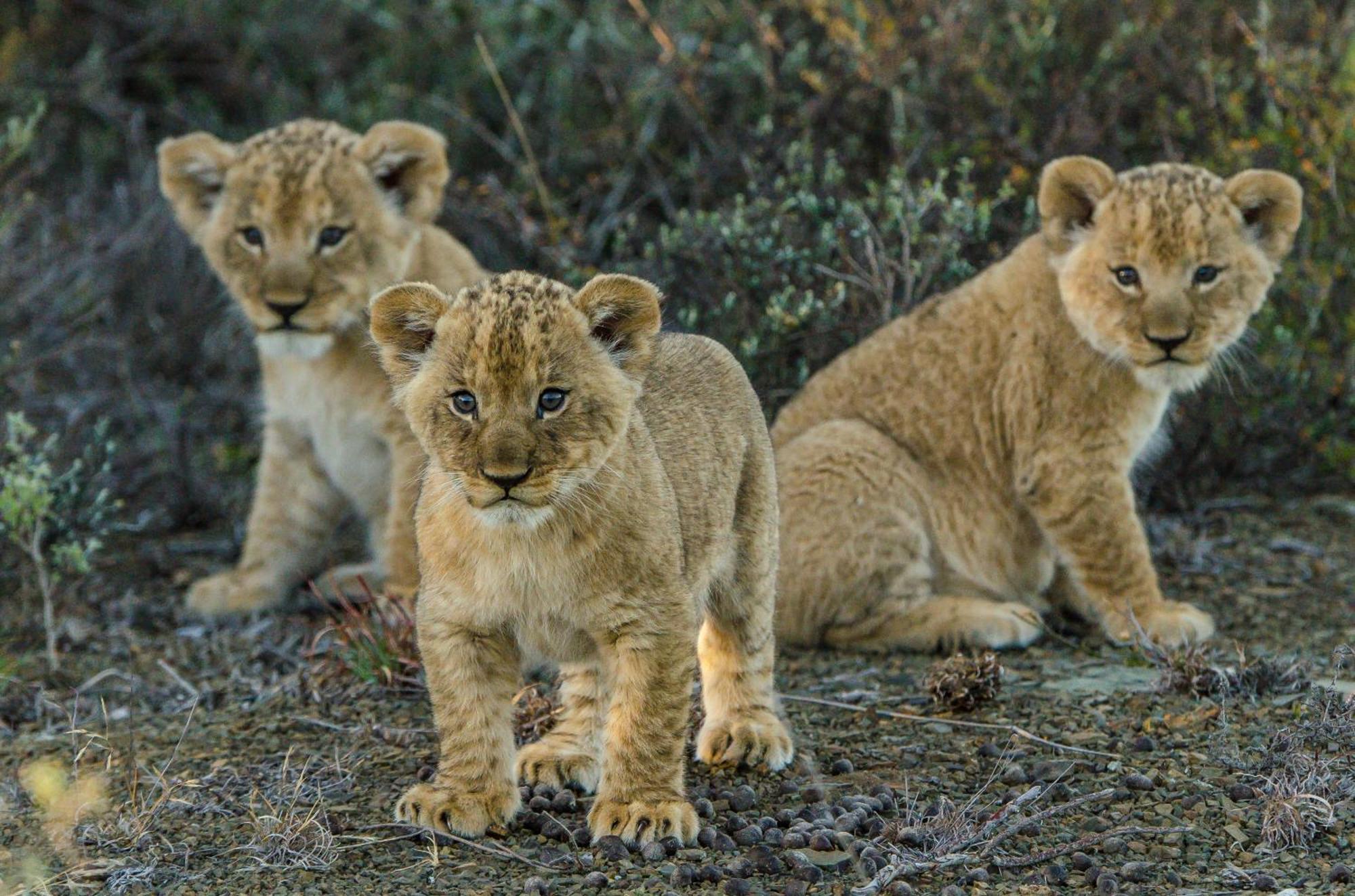 Kwandwe Private Game Reserve - Great Fish River Lodge Grahamstown Buitenkant foto