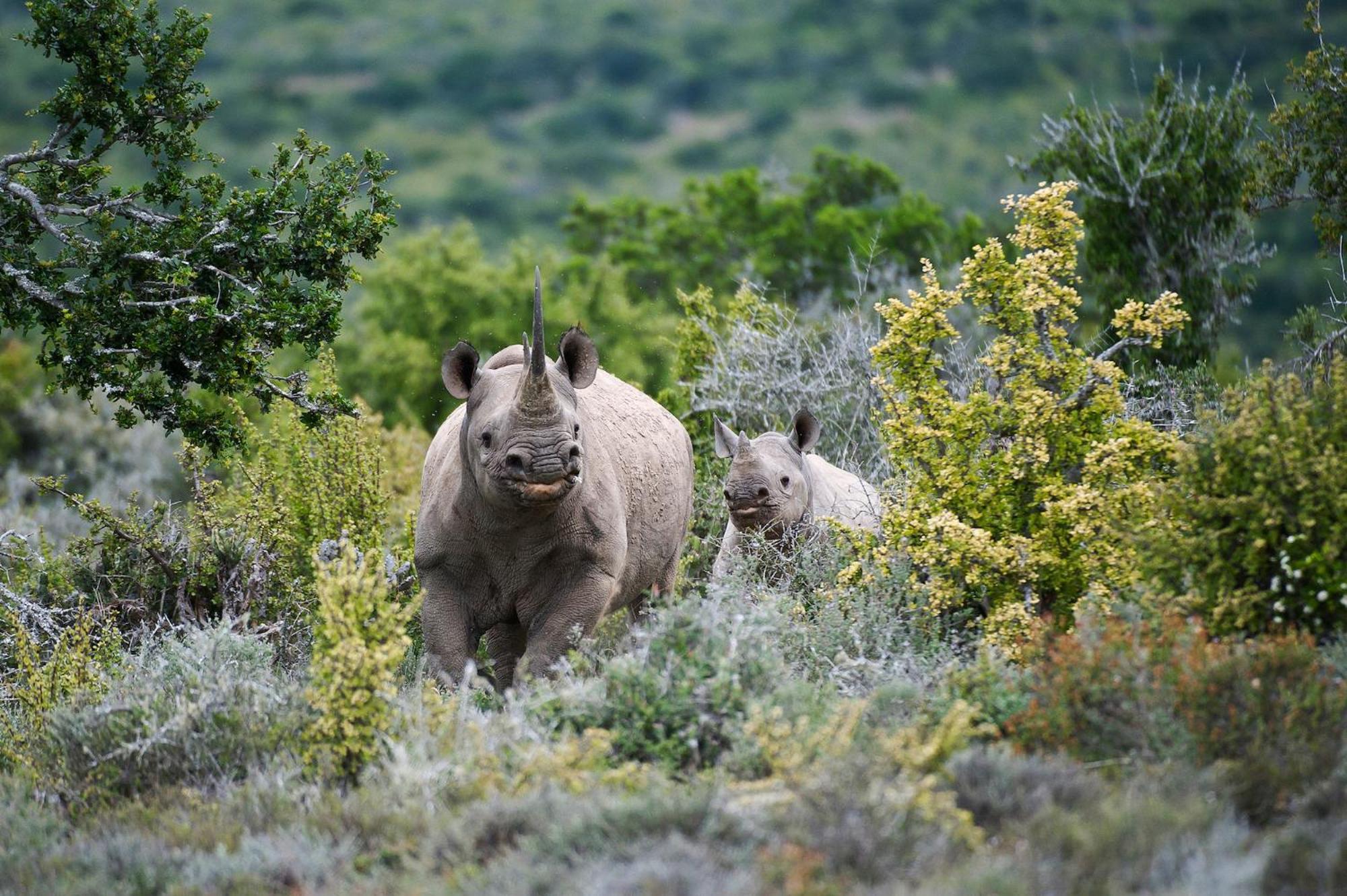 Kwandwe Private Game Reserve - Great Fish River Lodge Grahamstown Buitenkant foto