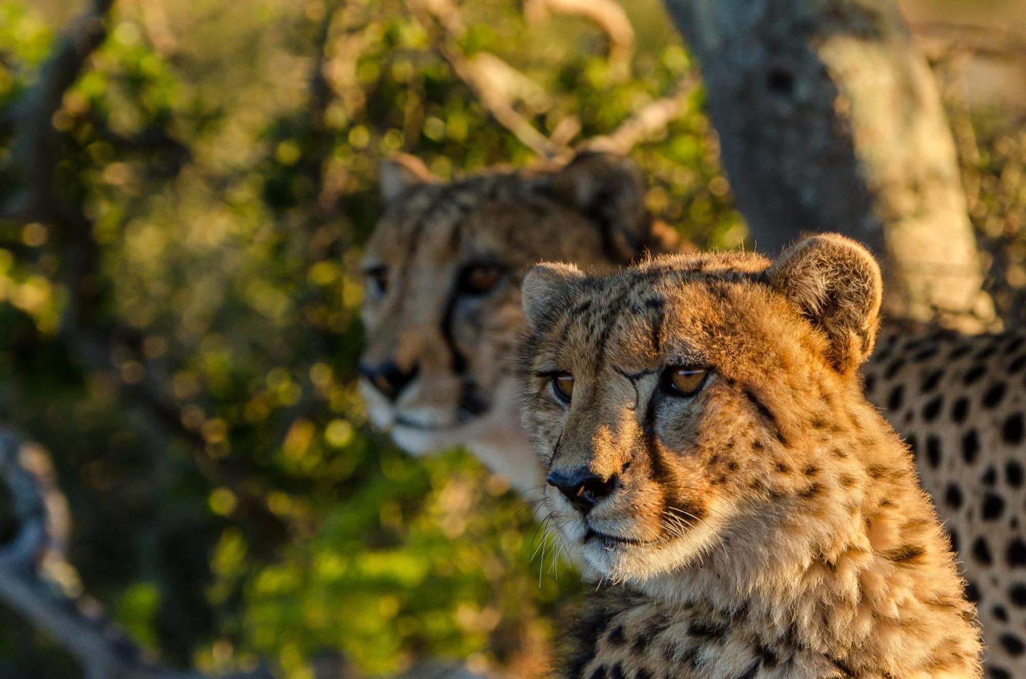 Kwandwe Private Game Reserve - Great Fish River Lodge Grahamstown Buitenkant foto