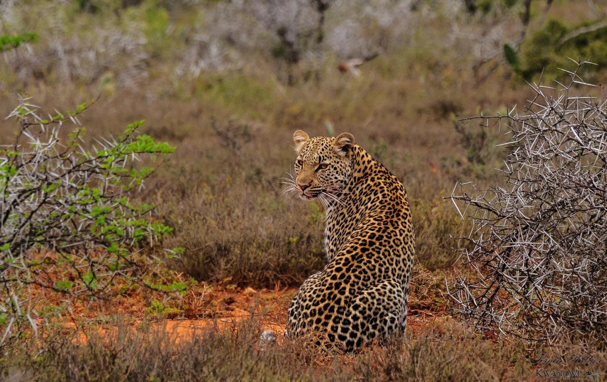Kwandwe Private Game Reserve - Great Fish River Lodge Grahamstown Buitenkant foto
