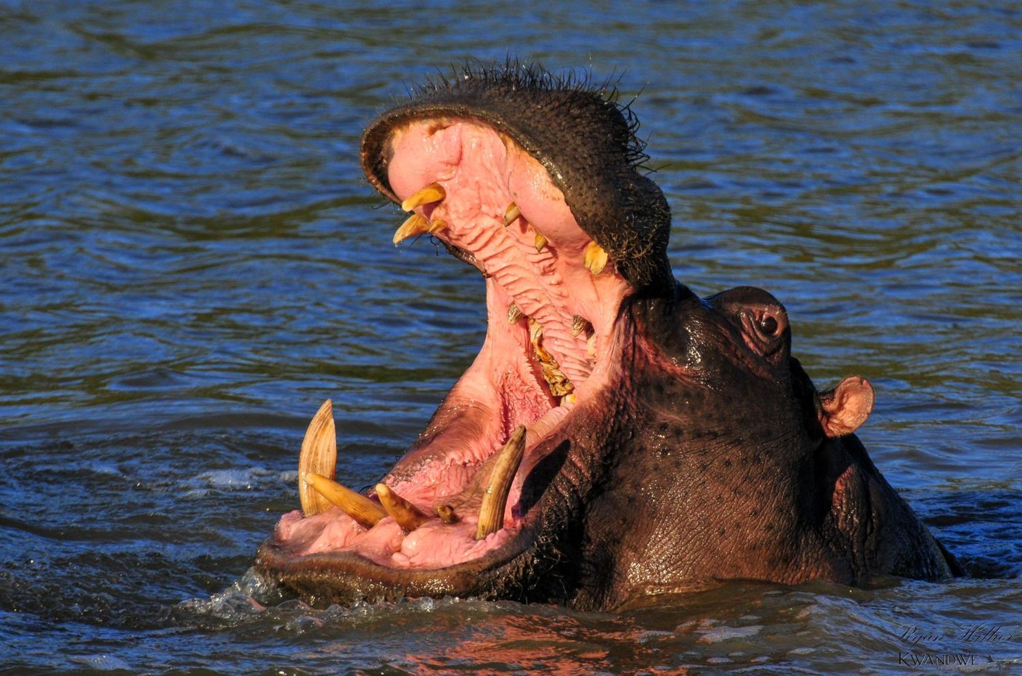 Kwandwe Private Game Reserve - Great Fish River Lodge Grahamstown Buitenkant foto