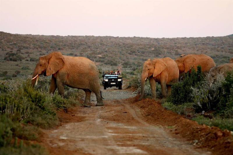 Kwandwe Private Game Reserve - Great Fish River Lodge Grahamstown Buitenkant foto