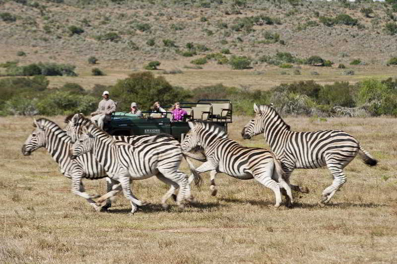 Kwandwe Private Game Reserve - Great Fish River Lodge Grahamstown Buitenkant foto
